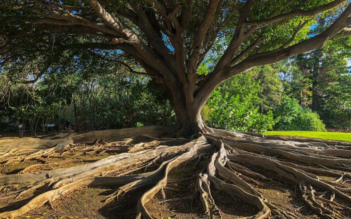 brown tree trunk on brown soil