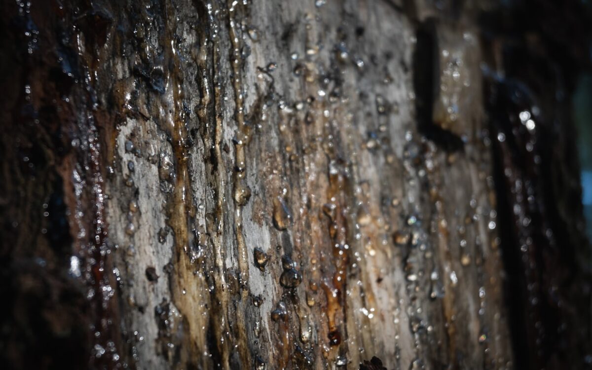 a close up of a tree trunk