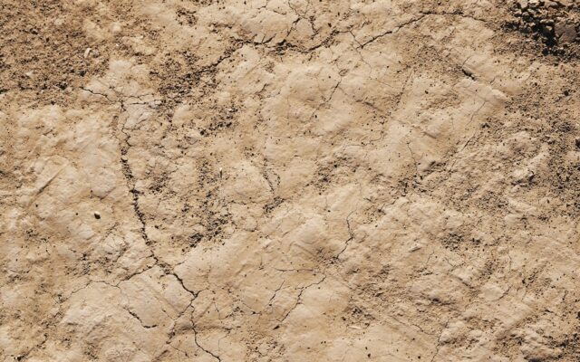 a close-up of a desert