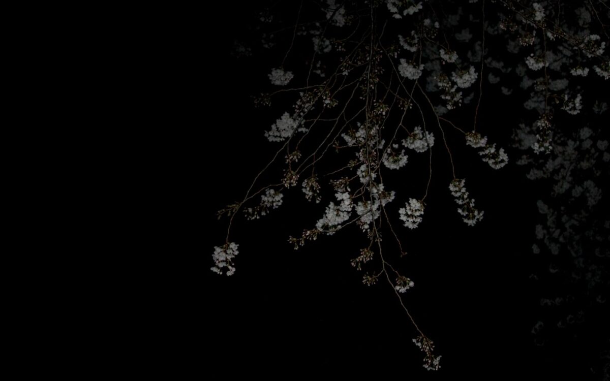 a tree with white flowers in the dark