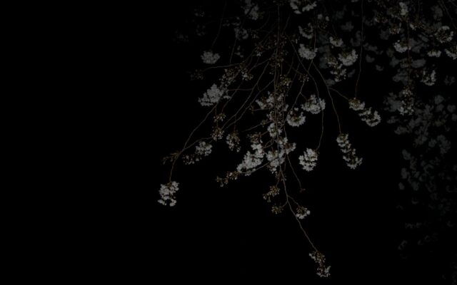 a tree with white flowers in the dark