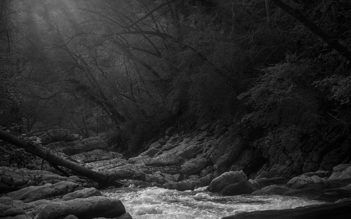 A flowing stream through a rocky, wooded forest.