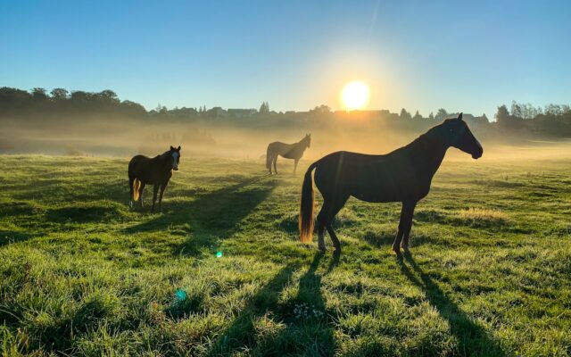 brown horse on green grass field during daytime