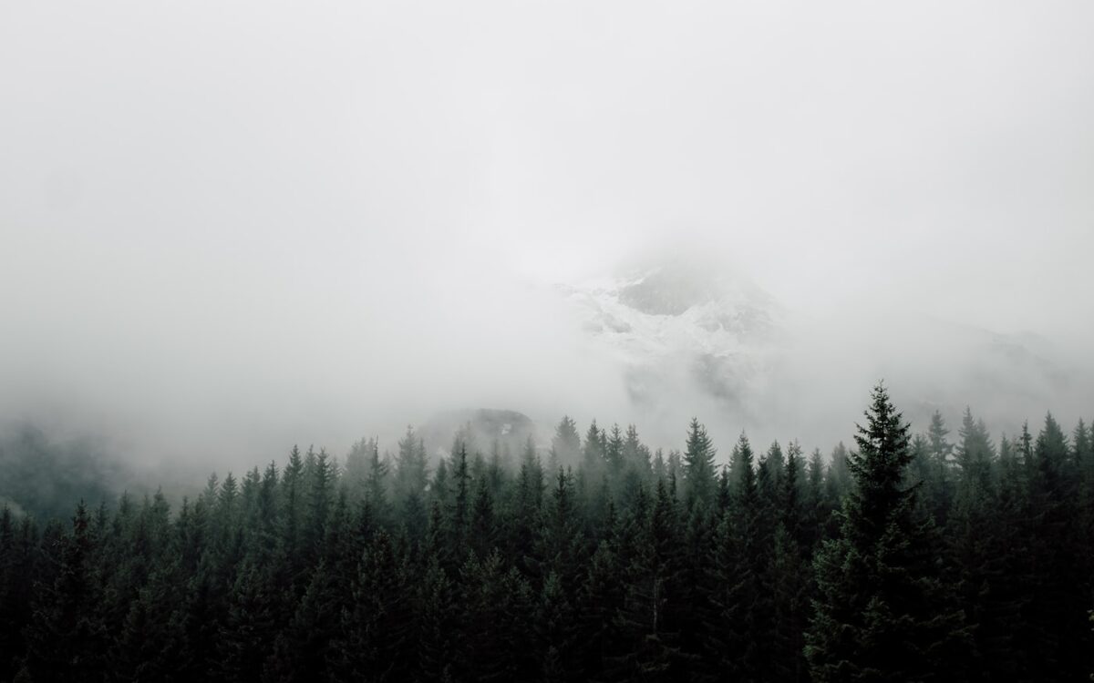 mist covering mountain and forest