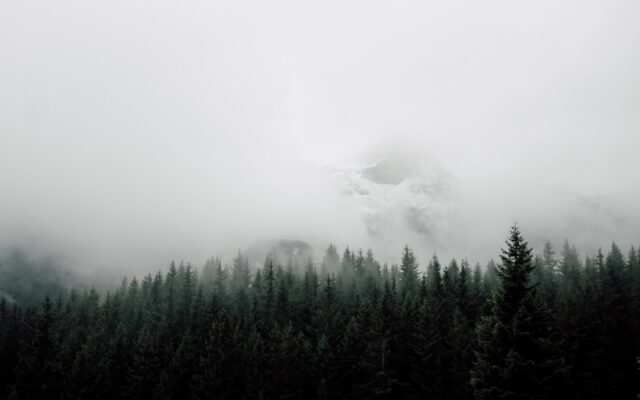 mist covering mountain and forest