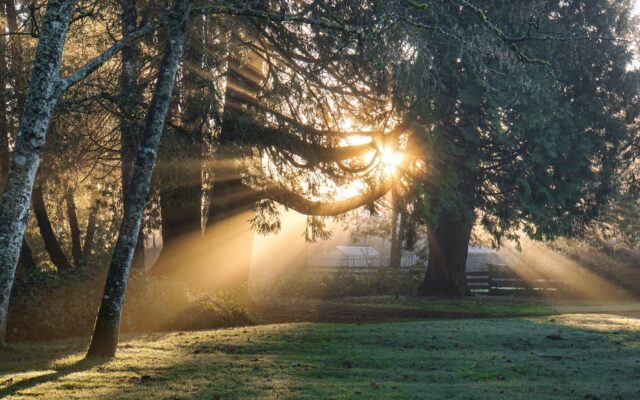 green leaf trees illuminated by sun's rays