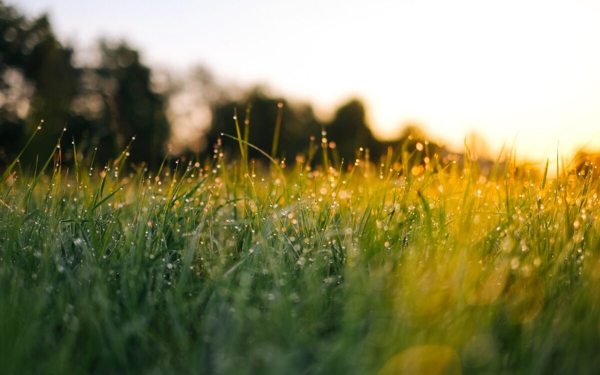 selective focus photography of water droplets on grasses