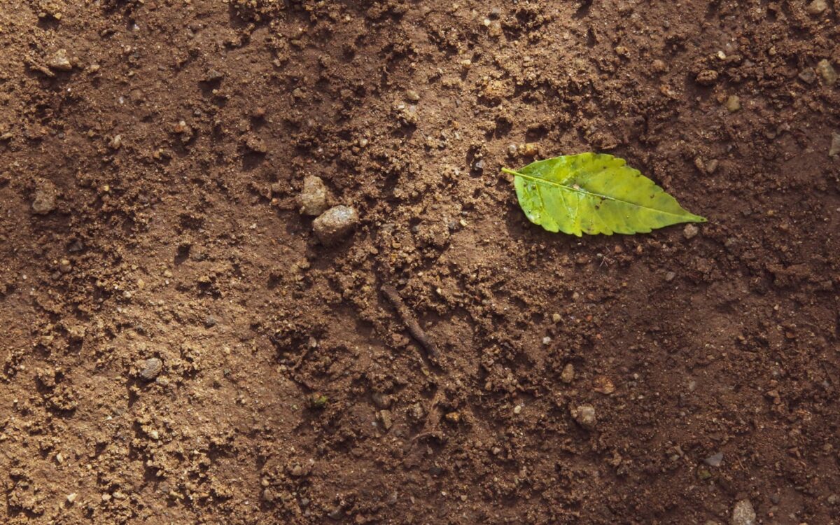 green leaf on brown soil