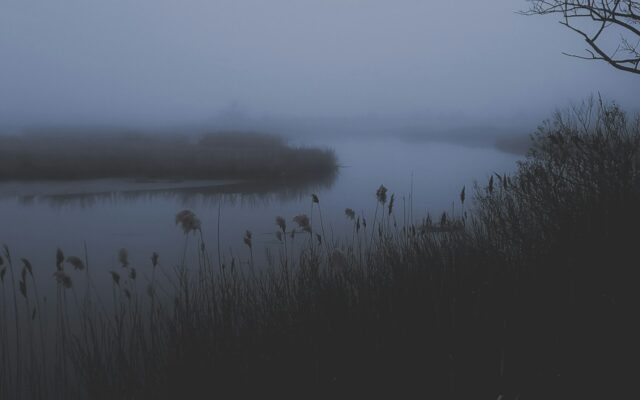a body of water surrounded by tall grass