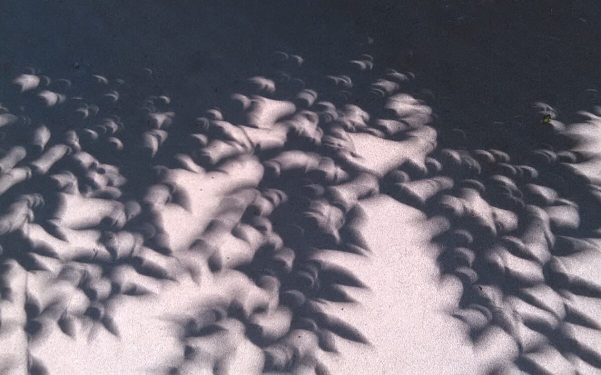 the shadow of a plant on the ground