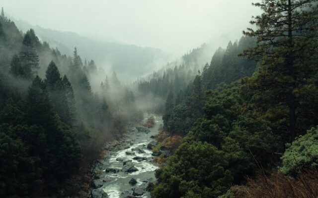 aerial shot of forest