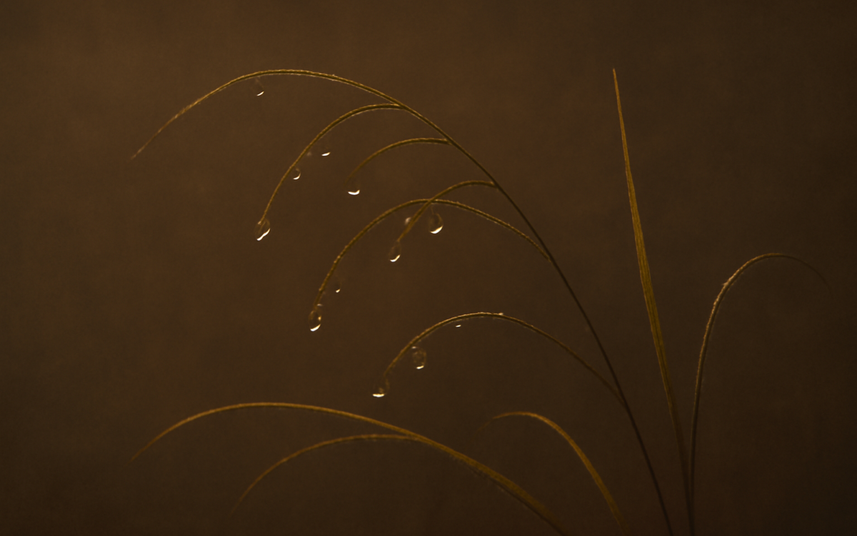 dew on grass
