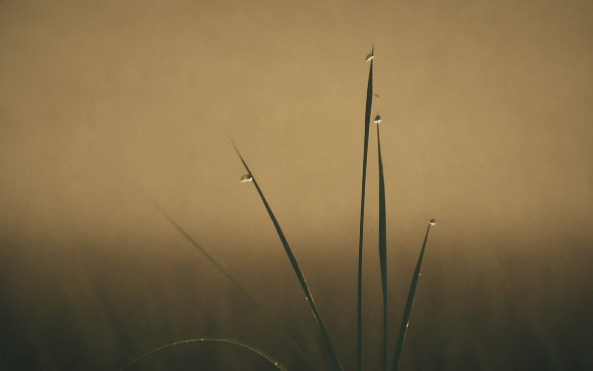 dew grass dawn