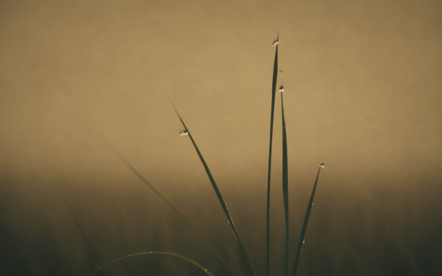 dew grass dawn