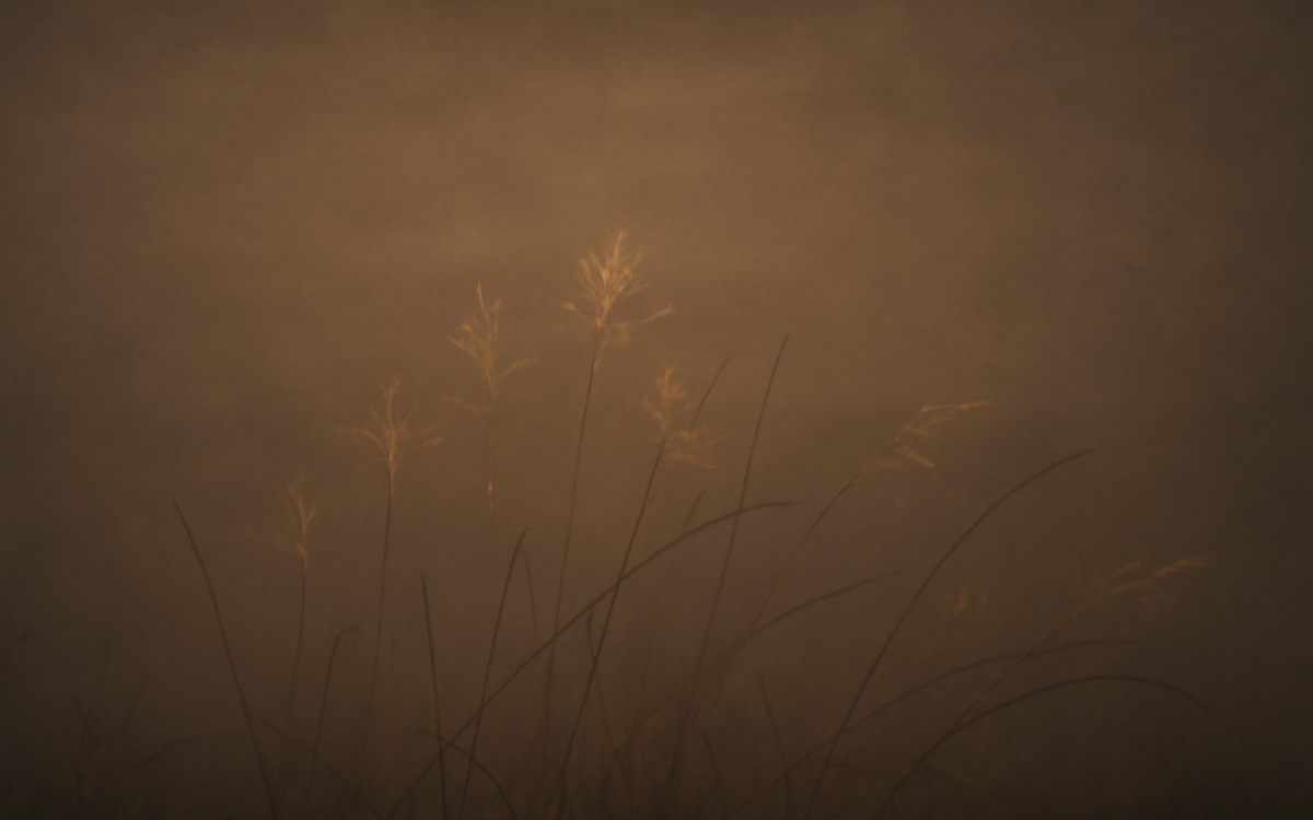 dry meadow dusk