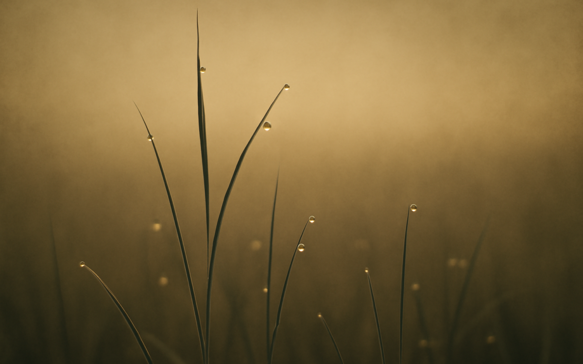 dew grass dawn
