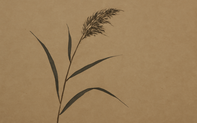river reed ink