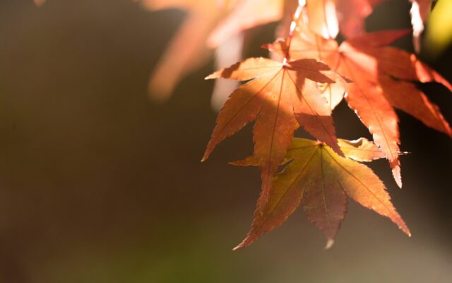 selective photo of orange maple leafed