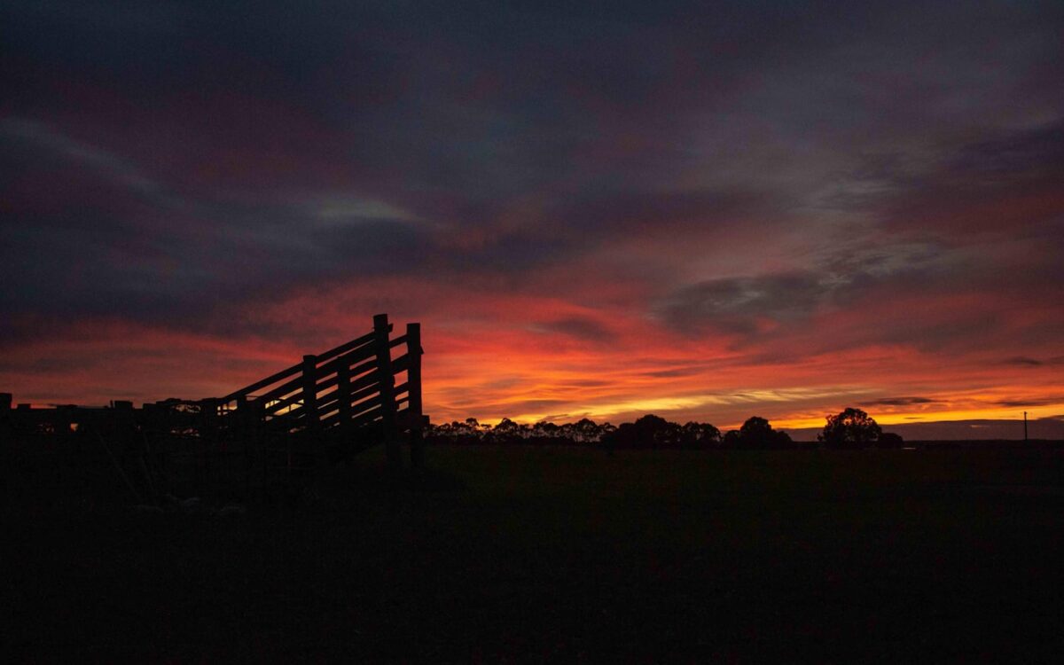 silhouette of trees during sunset