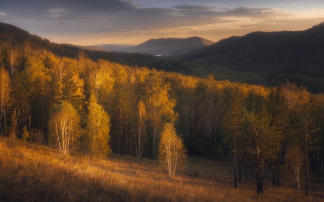 a forest of trees