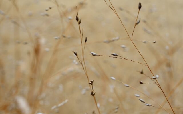 Dry grass stalks with seeds in soft focus