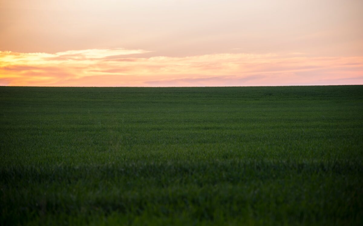 green grass field