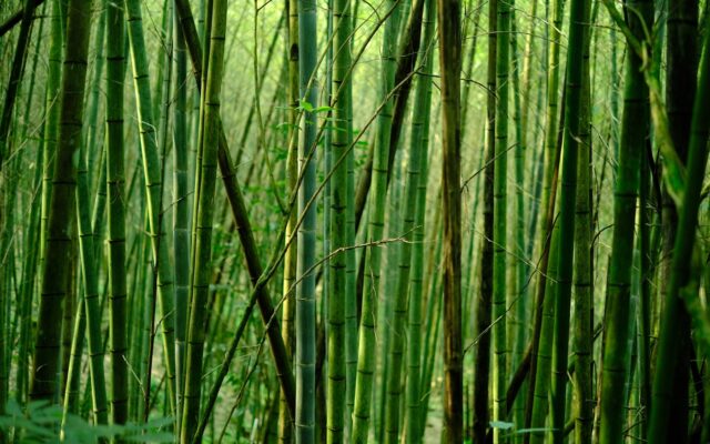 green bamboo tree during daytime