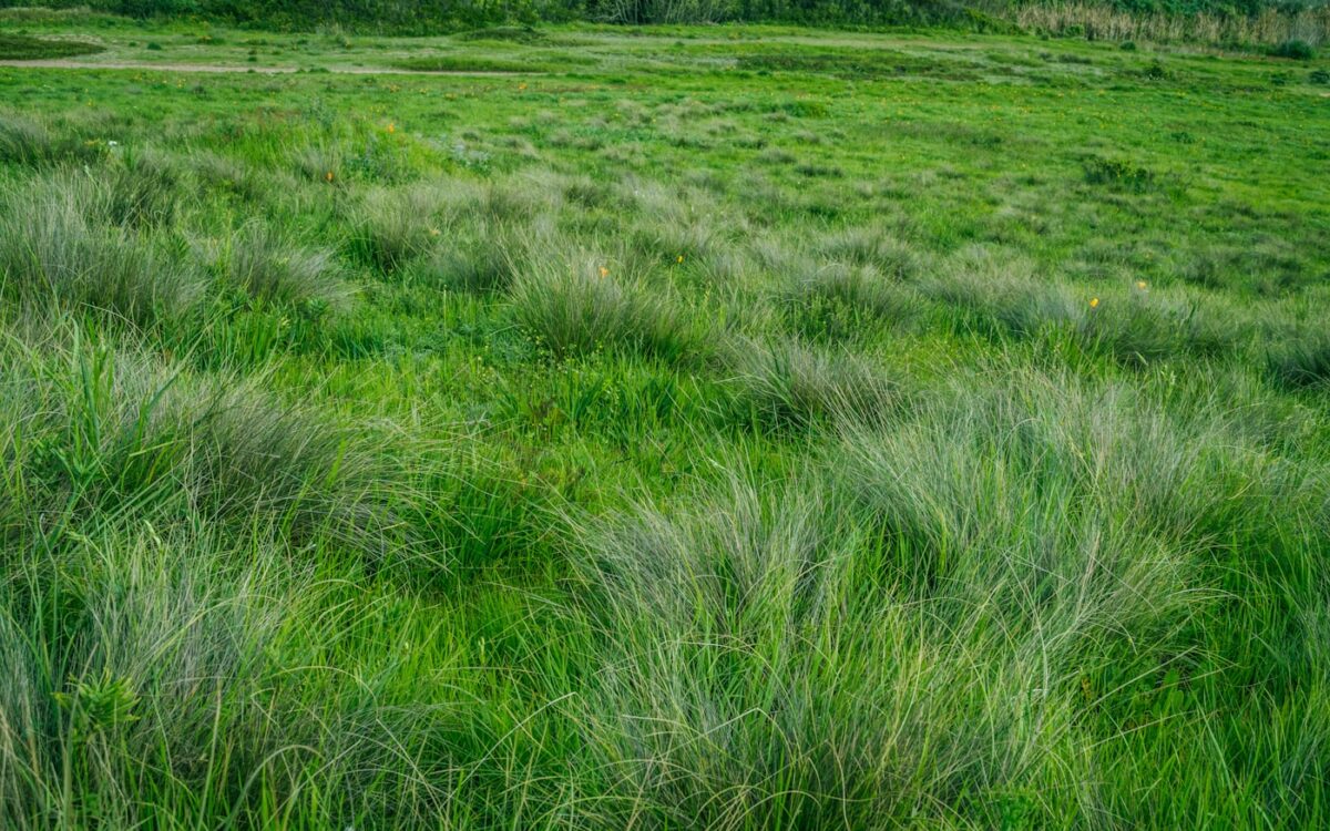 green grass during daytime