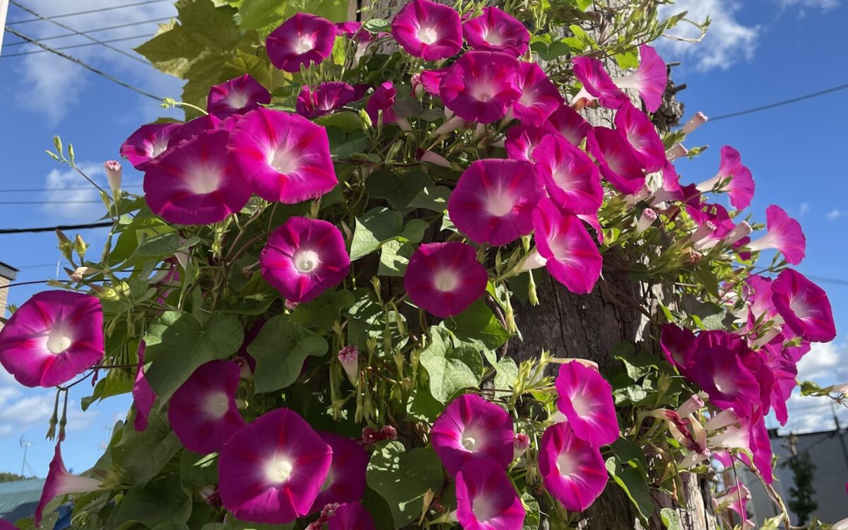 Vibrant pink morning glories bloom on a vine.