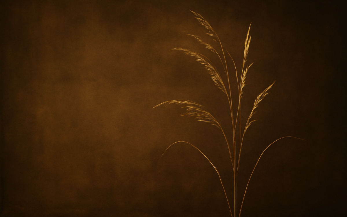 dry grass warm light