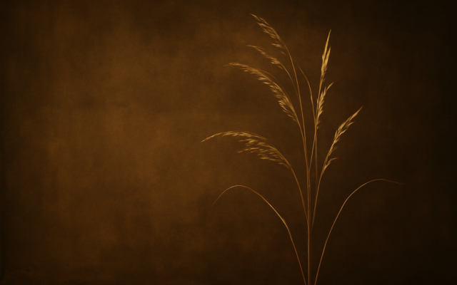 dry grass warm light