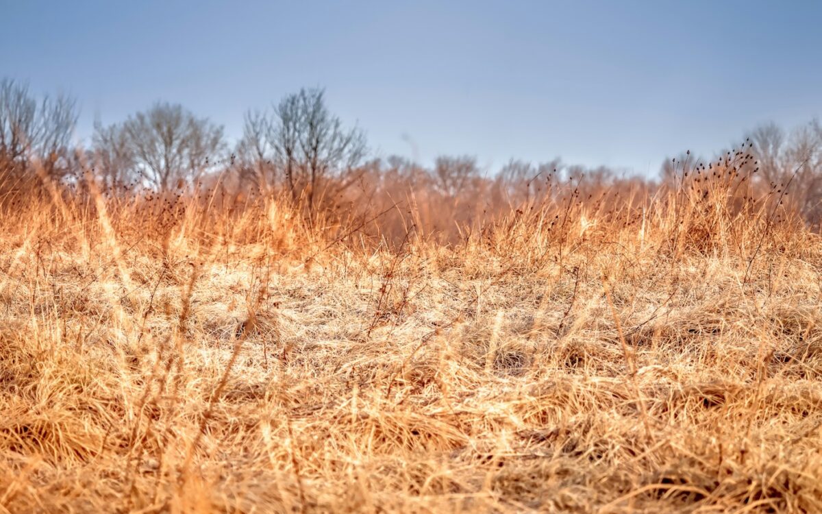 brown grass field scnery