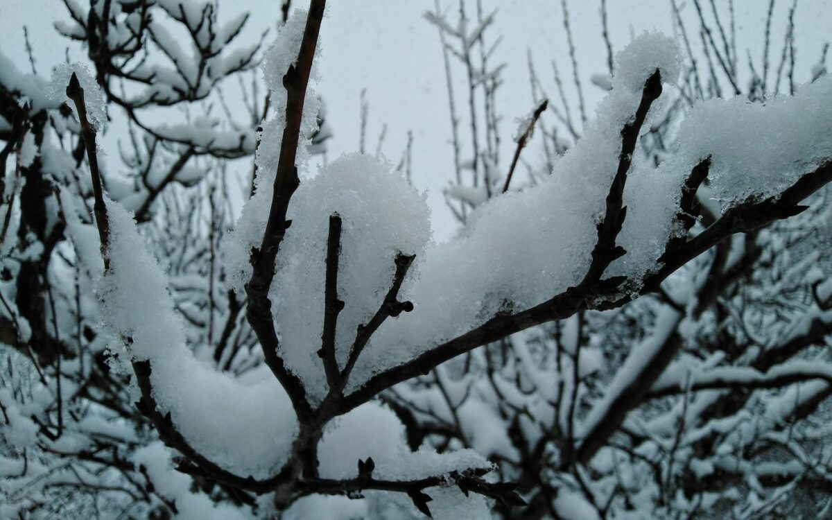 snow covered tree branches during daytime