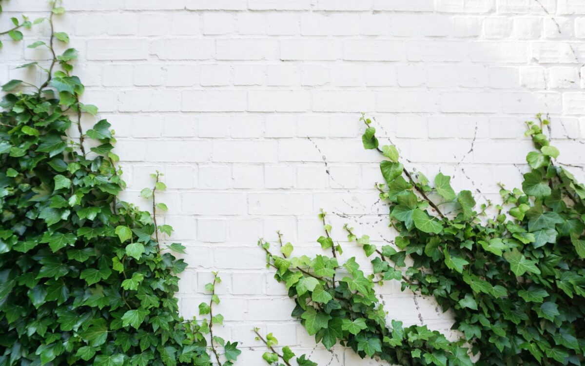 green leaf plants