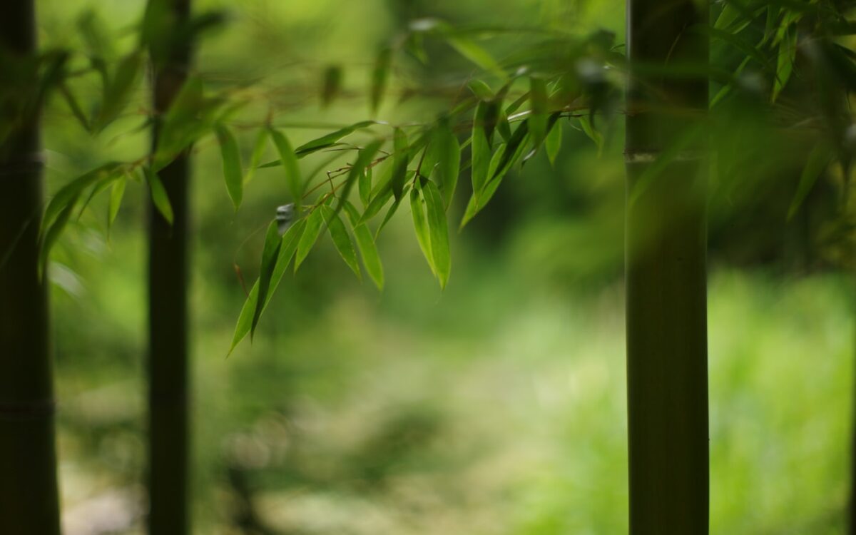 green leaves in tilt shift lens