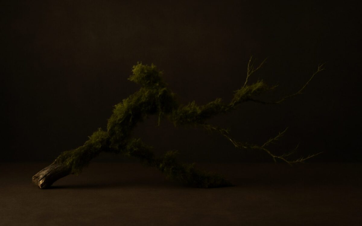 Mossy branch against a dark background, for the 1935 Wood Pig (Yi Hai) Chinese zodiac year