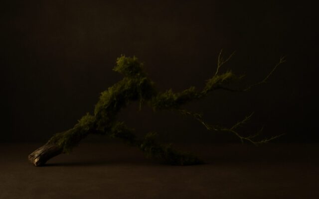 Mossy branch against a dark background, for the 1935 Wood Pig (Yi Hai) Chinese zodiac year