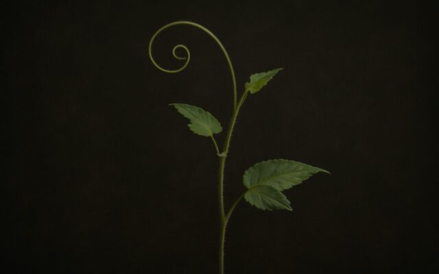 Green vine tendril against a dark background, for the 1965 Wood Snake (Yi Si) zodiac year