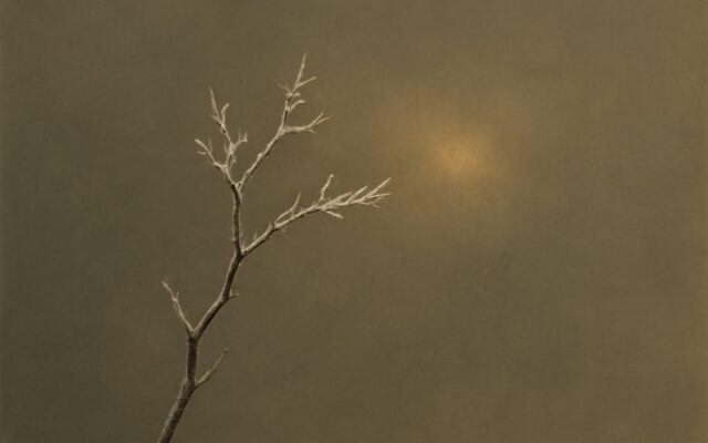 Frosted branch in morning light, illustrating the 2011 Metal Rabbit year in the Chinese zodiac