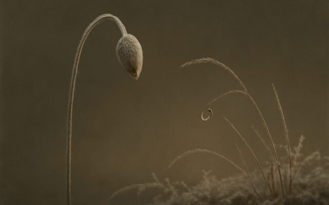 Drooping bud on a slender stem above frosted grass, illustrating Gui Water born in winter and its seasonal strength