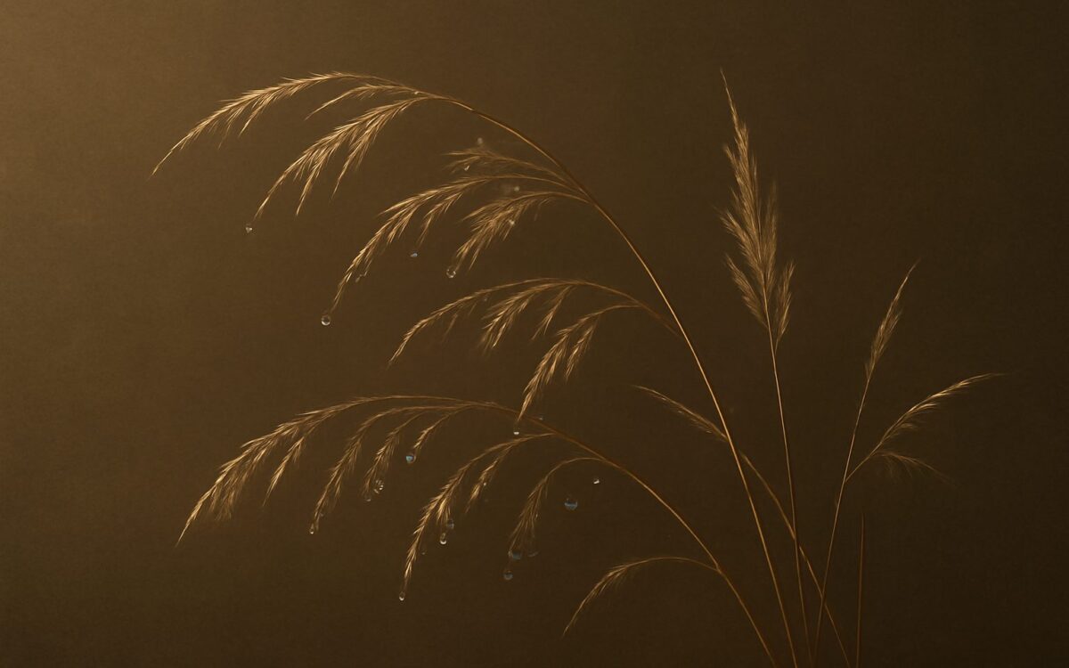 Dry grass plumes in warm low light, reflecting the Gui Wei day pillar in Ba Zi