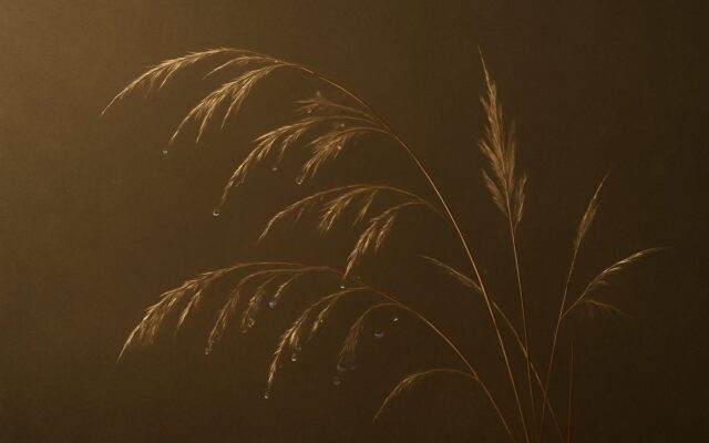 Dry grass plumes in warm low light, reflecting the Gui Wei day pillar in Ba Zi