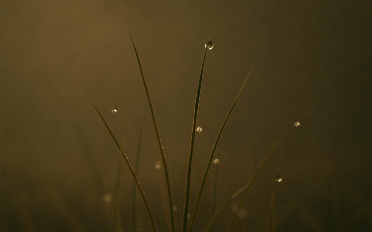 Dew on grass in the morning, evoking Gui Water for the hour stem table of Gui days