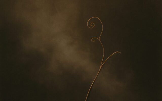 Vine tendril curling through mist, illustrating the hour stem table for Yi Wood days