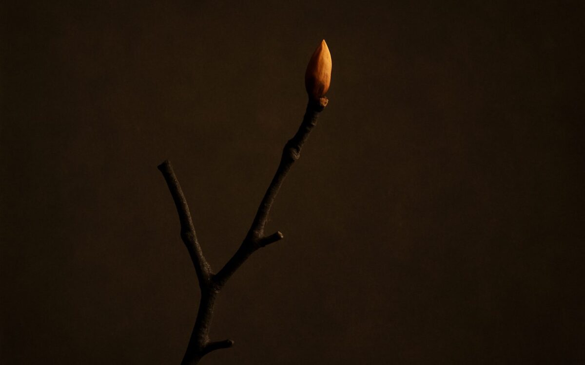 Bare tree with a bud against a dark background, reflecting Jia Wood born in spring in Ba Zi