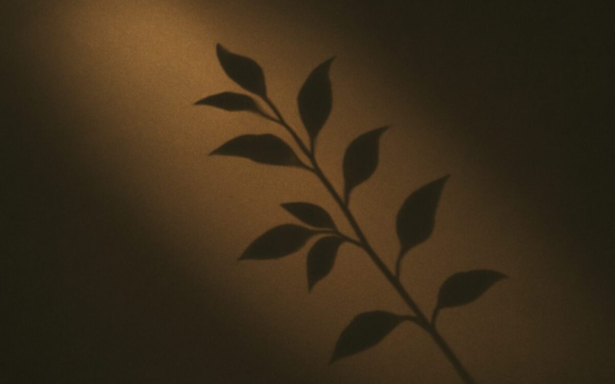 Sunlit branch casting a shadow, illustrating the Jia Wu day pillar in Ba Zi