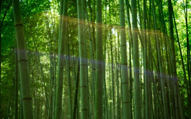 属虎2027年运程：与未年无冲无合，但五月、八月压在寅上