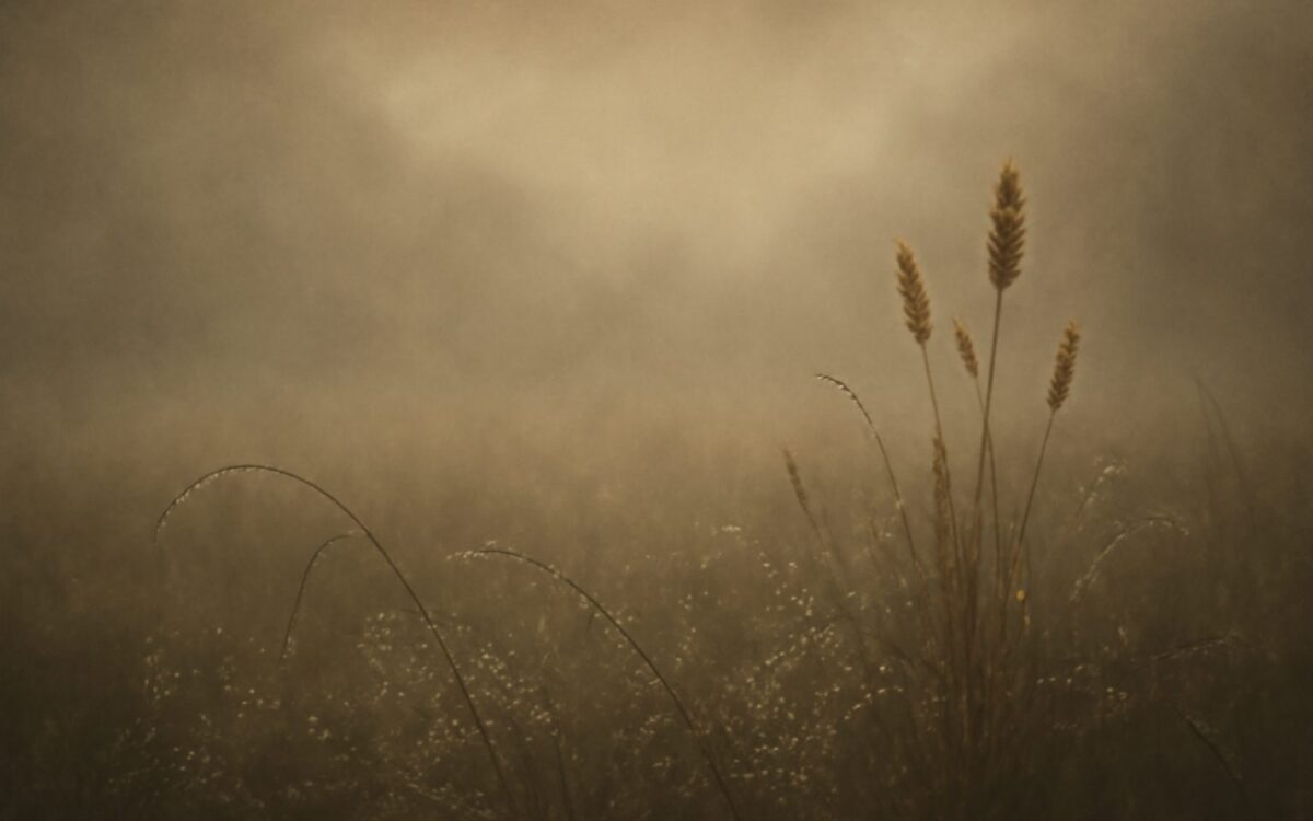Dew-covered meadow in morning mist, a backdrop for the Water Goat (Gui Wei) year