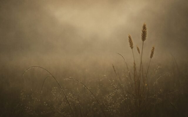 Dew-covered meadow in morning mist, a backdrop for the Water Goat (Gui Wei) year