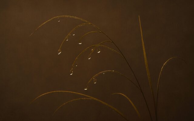 Dew on grass, illustrating the Water Rabbit (Gui Mao) year and its personality